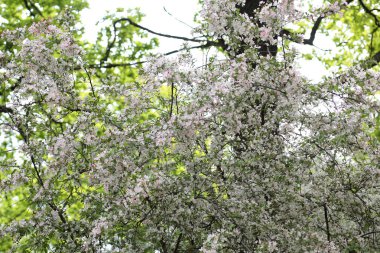 Kuru günde kiraz ağacı çiçeği