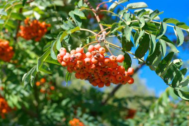 Kuru ve güneşli yaz gününde Ashberry