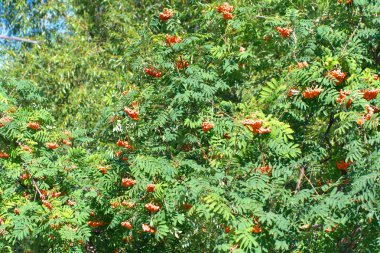 Kuru ve güneşli yaz gününde Ashberry