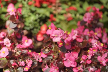 Kuru gün kırmızı küçük çiçekler