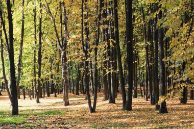 ağaçlarda sonbahar