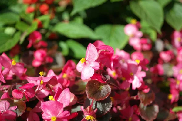 乾燥した日に赤い小さな花 — ストック写真