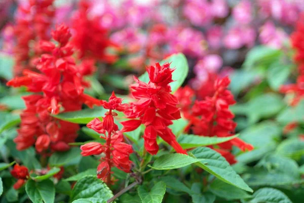 Pequenas flores vermelhas no dia seco — Fotografia de Stock