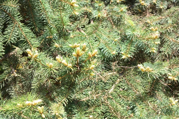 stock image fir tree at dry day