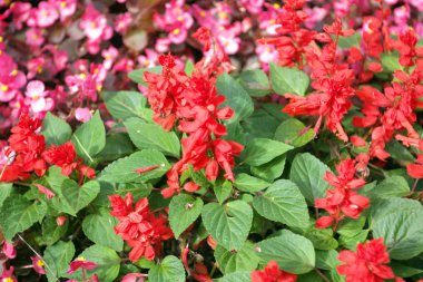 Kuru gün kırmızı küçük çiçekler