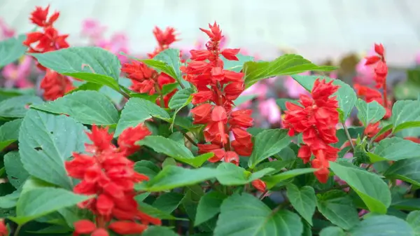 Piros kis virágok, száraz-nap — Stock Fotó