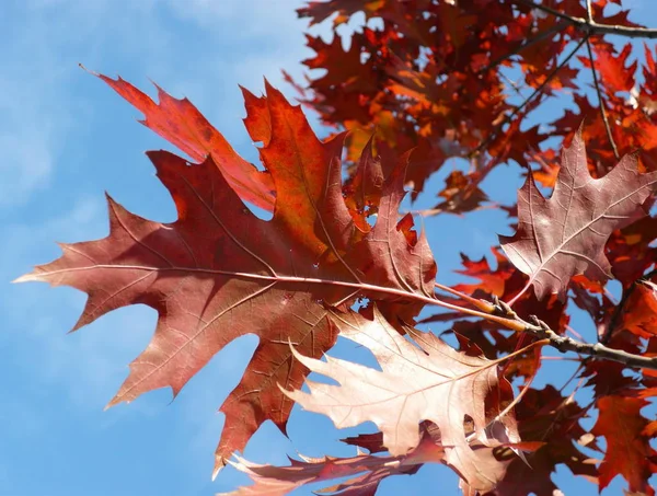 Roter Ahorn im Herbst — Stockfoto