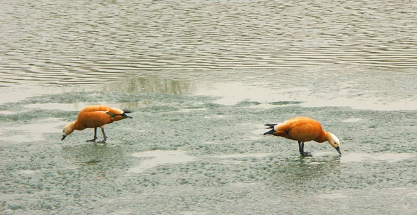 Enten Tag Auf Dem Eis — Stockfoto