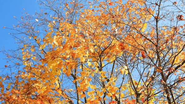 Gelbe Blätter am Baum — Stockfoto