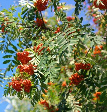 Kuru ve güneşli bir günde Ashberry