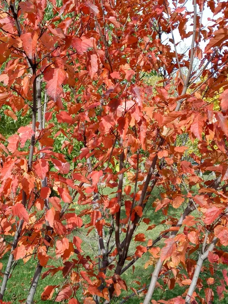 Rode eikenbladeren in de herfst — Stockfoto
