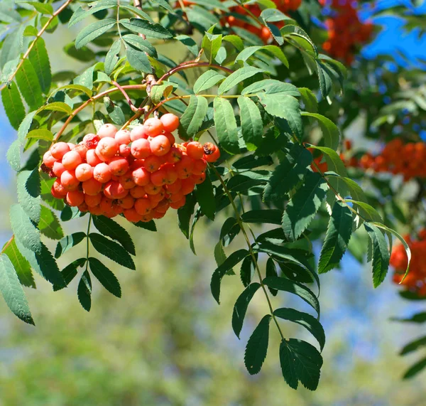 Ashberry at dry sunny summer day — Stock Photo, Image