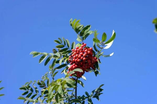 Ashberry a giorno soleggiato secco — Foto Stock