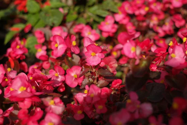 Pequeñas flores rojas en día seco — Foto de Stock