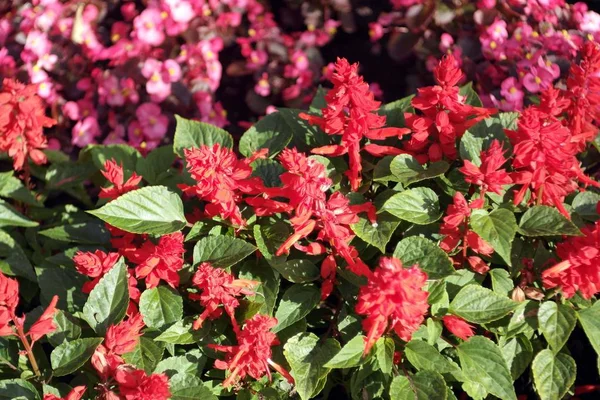 Pequeñas flores rojas en día seco — Foto de Stock