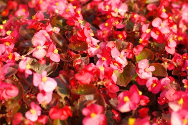 Kuru gün kırmızı küçük çiçekler