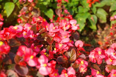 Kuru gün kırmızı küçük çiçekler