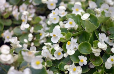 Kuru gün beyaz küçük çiçekler