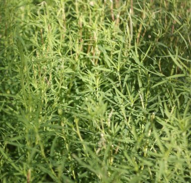 Kuru gün yeşil çimen