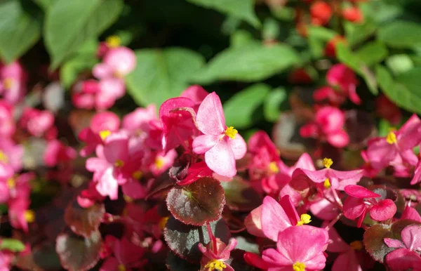 乾燥した日に赤い小さな花 — ストック写真