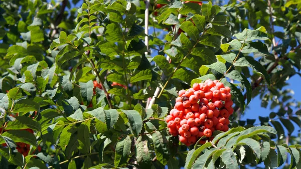 Ashberry σε ξηρή ηλιόλουστη μέρα — Φωτογραφία Αρχείου