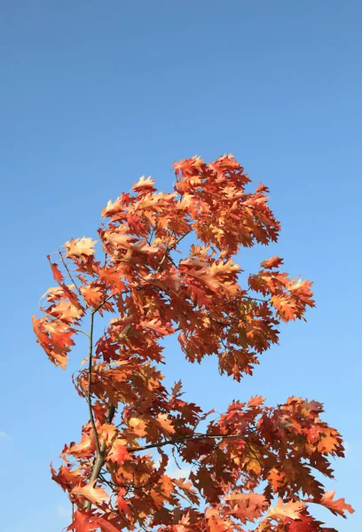 Red oak leafs at autumn — Stock Photo, Image