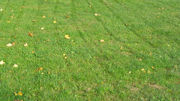 Hojas de arce amarillo sobre hierba —  Fotos de Stock