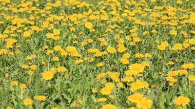 Bahar günü karahindiba