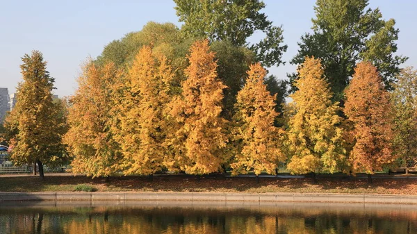 Şehir parkı altın yağmuru — Stok fotoğraf