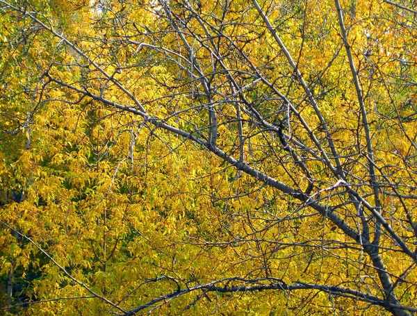 Bouleau à l'automne par temps sec — Photo