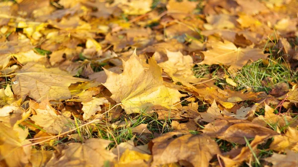 Tappeto di acero giallo in autunno — Foto Stock