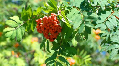 Kuru ve güneşli yaz gününde Ashberry