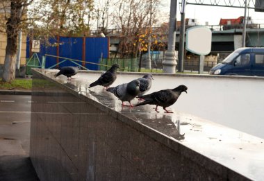 Granit Parapet üzerinde güvercin