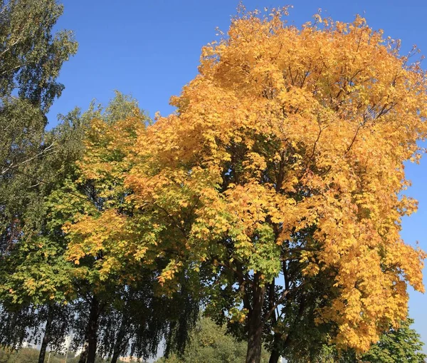 Feuilles d'érable jaunes sur l'arbre — Photo