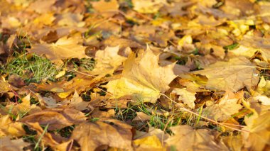 Sonbaharda sarı akçaağaç halısı