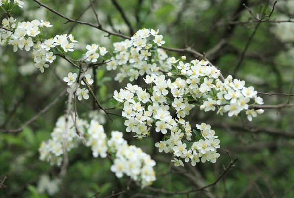 Cherry-tree flower — Stock Photo, Image