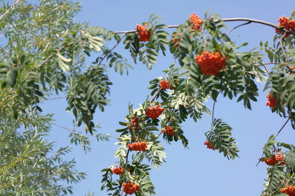 Ashberry a giorno soleggiato secco — Foto Stock