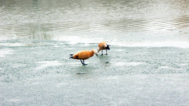 buz üstünde iki kaz