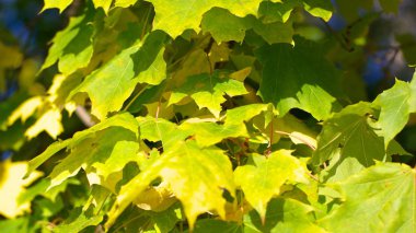 Ağaçtaki sarı akçaağaç yaprakları
