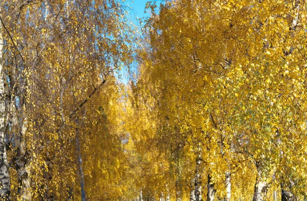 在秋天的白桦巷 — 图库照片