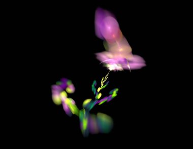 Siyah Renk Üzerine Bir Dijital Fraktal Resmi