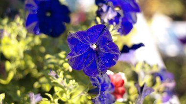 Mavi çiçek campanula reklam kuru güneşli gün