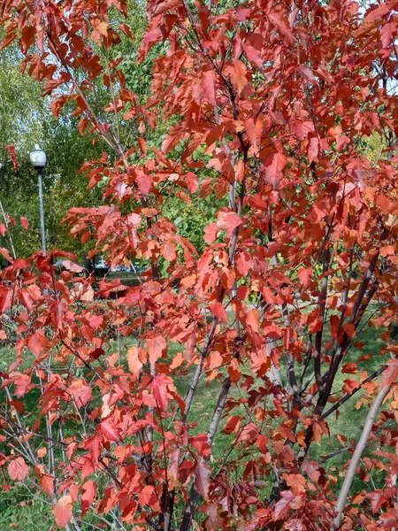 Hojas de roble rojo en otoño — Foto de Stock