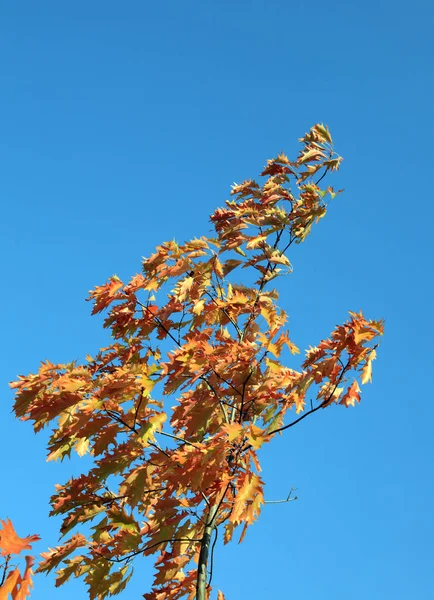 Red oak leafs at autumn — Stock Photo, Image