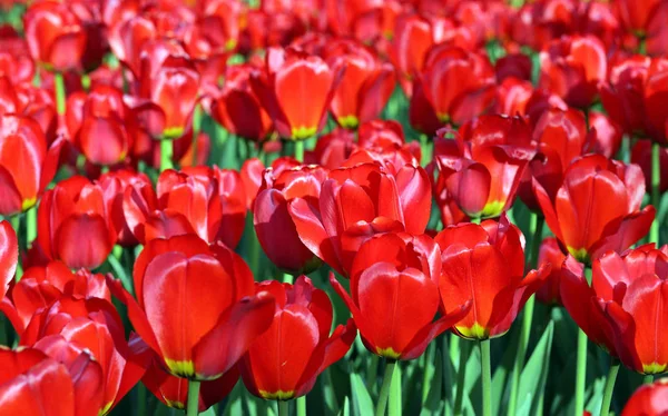 Tulipe rouge au printemps — Photo