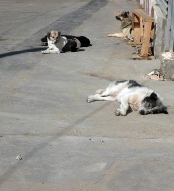 sokak sokak köpekleri