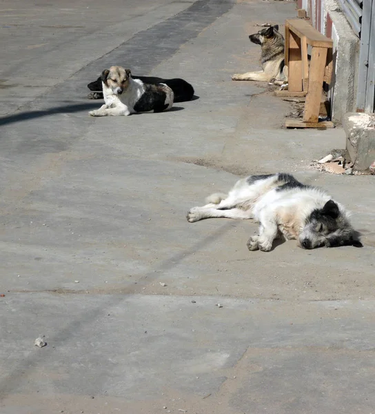 Perros callejeros en la calle —  Fotos de Stock