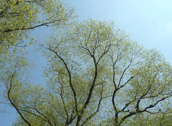 Młode liście na drzewie wiosną — Zdjęcie stockowe