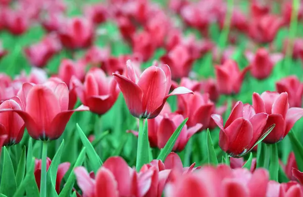 Red tulip at spring — Stock Photo, Image