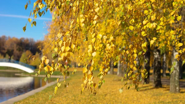 Birke am Herbsttag — Stockfoto